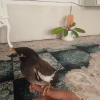 مینا