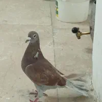 سرخ|پرنده|اندیشه, شهرک مریم|دیوار