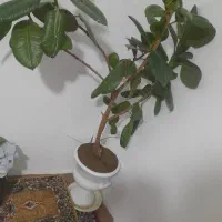 گل  اسمش فیل گولاغب قشنگی هس خریدار واقعی زنگ