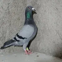 کبوتر مسافتی به شماره داخل اگهی زنگ بزنید