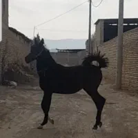 کره مادیان، اسب