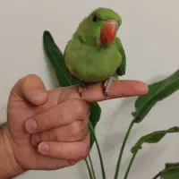 گرینچیک سرلاکی و ملنگو و راهب ابی نرمخور