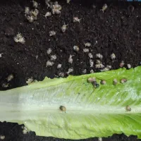 جوجه حلزون|خزنده|نظرآباد, رسالت|دیوار