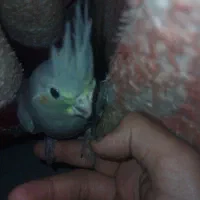 عروس هلندیم گمشده