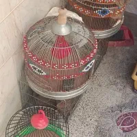 خرید و فروش قفس طرقه