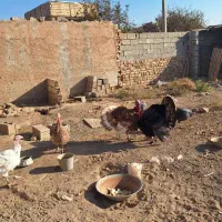 تعدادی مرغ و خروس محلی و گلین و بوقلمون فروشی|حیوانات مزرعه|الوند, |دیوار