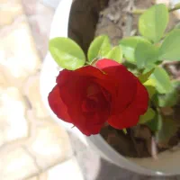 فروش گل هلندی باگلدان