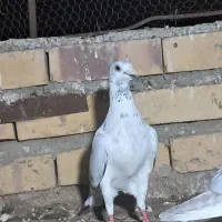 جفت سوسکی با سرخ کرمونی