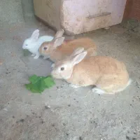 حیوان خرگوش