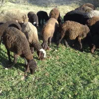 فروش بره نر افشار جنس خوب وبز اسرائیلی|حیوانات مزرعه|قیدار, |دیوار