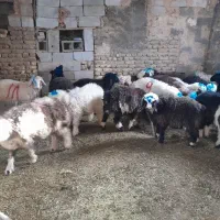 فروش بره پای پروار سبک وزن بار جدید