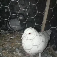 کبوتر جفت با جوجه نر|پرنده|مشهد, نوید|دیوار