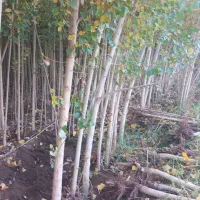 فروش نهال صنوبر ترکیه و کبود|گل و گیاه طبیعی|ساری, |دیوار