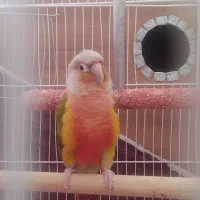 جفت کوتوله برزیلی اُپال . جفت گرینچیک