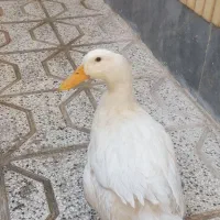 اردک