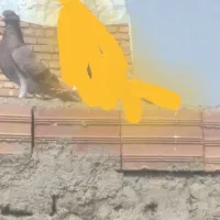 کفتر گمشده|حیوانات|مرند, |دیوار