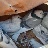 فروش کبوتر زینتی