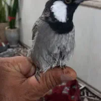 سهره اهوازی نر شاه تخم