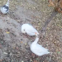 قوغاز لیندا