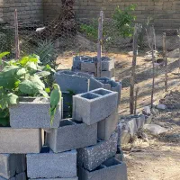 طوطی ملنگو|پرنده|بندرعباس, |دیوار