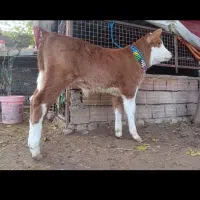 خرید و فروش گاو و گوساله