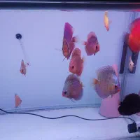 ماهی دیسکس  گرید خوب|ماهی|مشهد, بلال|دیوار