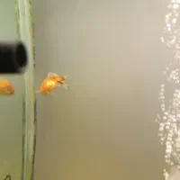 گلدفیش کالیکو