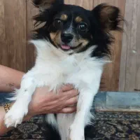 سگ گمشده|حیوانات|کرمان, |دیوار