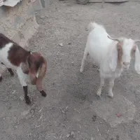 بز نر وماده|حیوانات مزرعه|بندر ماهشهر, |دیوار