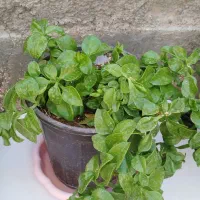 گل یخ مناسب برای رستوران ها و کافه هاو