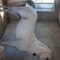 اسب کرد مدارک دار|اسب و تجهیزات اسبسواری|مشگین شهر, |دیوار