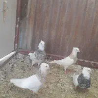 طوقی مهره مهره