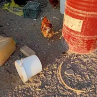 مرغ خروس گلپایگان|حیوانات مزرعه|هشتگرد, شهرک راه آهن|دیوار