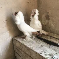 مورهد وکینگ