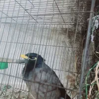 مرغ مینا سخنگو