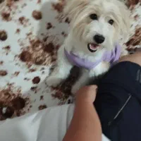 سگ خانگی شیتزو اصل