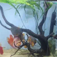 چوب ابنوس و کریپتون