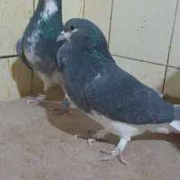 کبوتر فروشی|پرنده|اصفهان, جلفا|دیوار