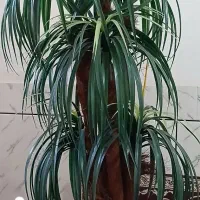 گل های آپارتمانی