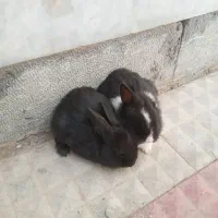 بچه خرگوش|موش و خرگوش|خمینیشهر, |دیوار