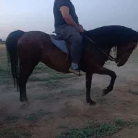 اسب کورد آذر|اسب و تجهیزات اسبسواری|میاندوآب, |دیوار