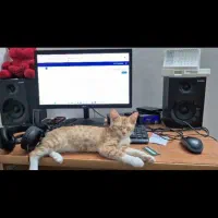 واگذاری رایگان بچه گربه|گربه|امیرکلا, |دیوار