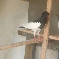 جوجه کبوتر یهودی پاک پاک رنگی