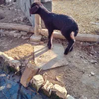 بره شیری|حیوانات مزرعه|نیشابور, دهنو|دیوار