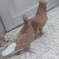 جفت زرد دم سفیدکاکل|پرنده|تربت‌حیدریه, یحیی آباد|دیوار