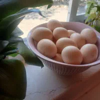 تخم مرغ محلی