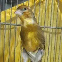 سهره قناری نر ابلق کشیده|پرنده|اسلامشهر, شهرک مفیدی|دیوار