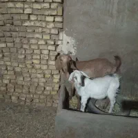 بز دورگ سانا