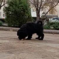 واگذاری پودل بلک