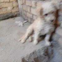 این سگ گم شده اگردیدینش تماس بگیرید شیرینی میدم